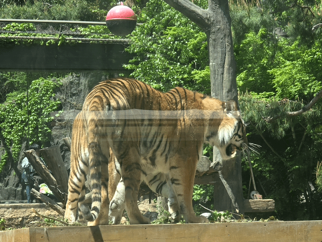 Tiger Valley tiger
