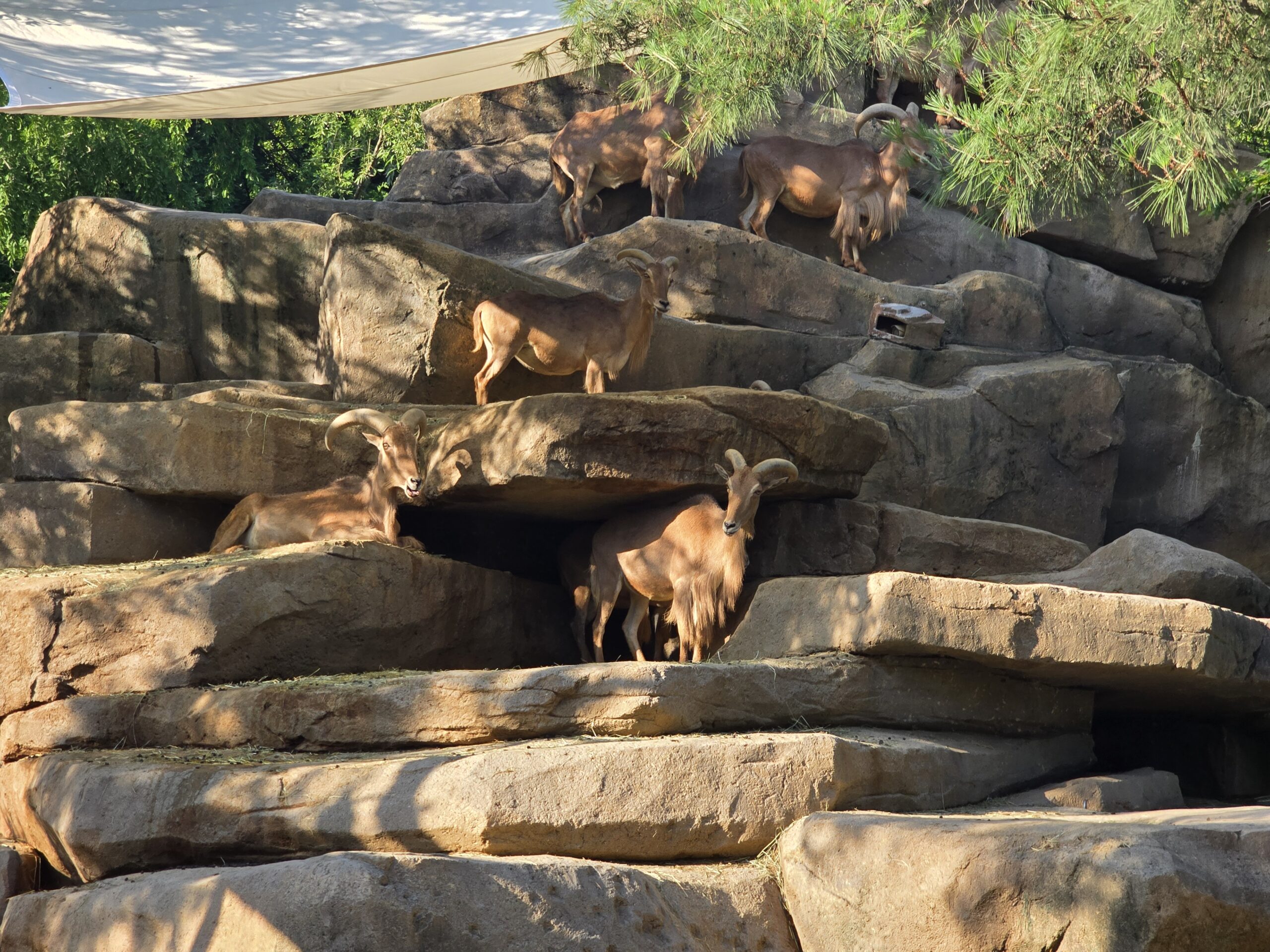 Lost Valley animals