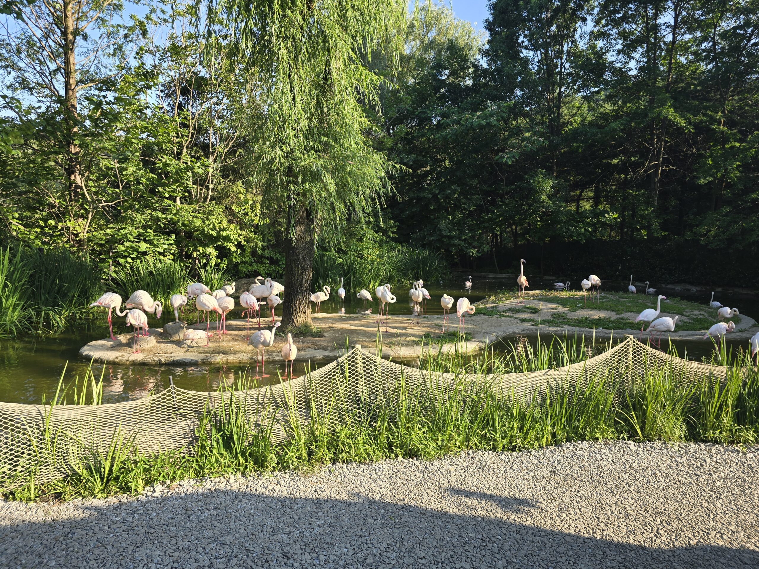 Everland Bird Paradise flamingos