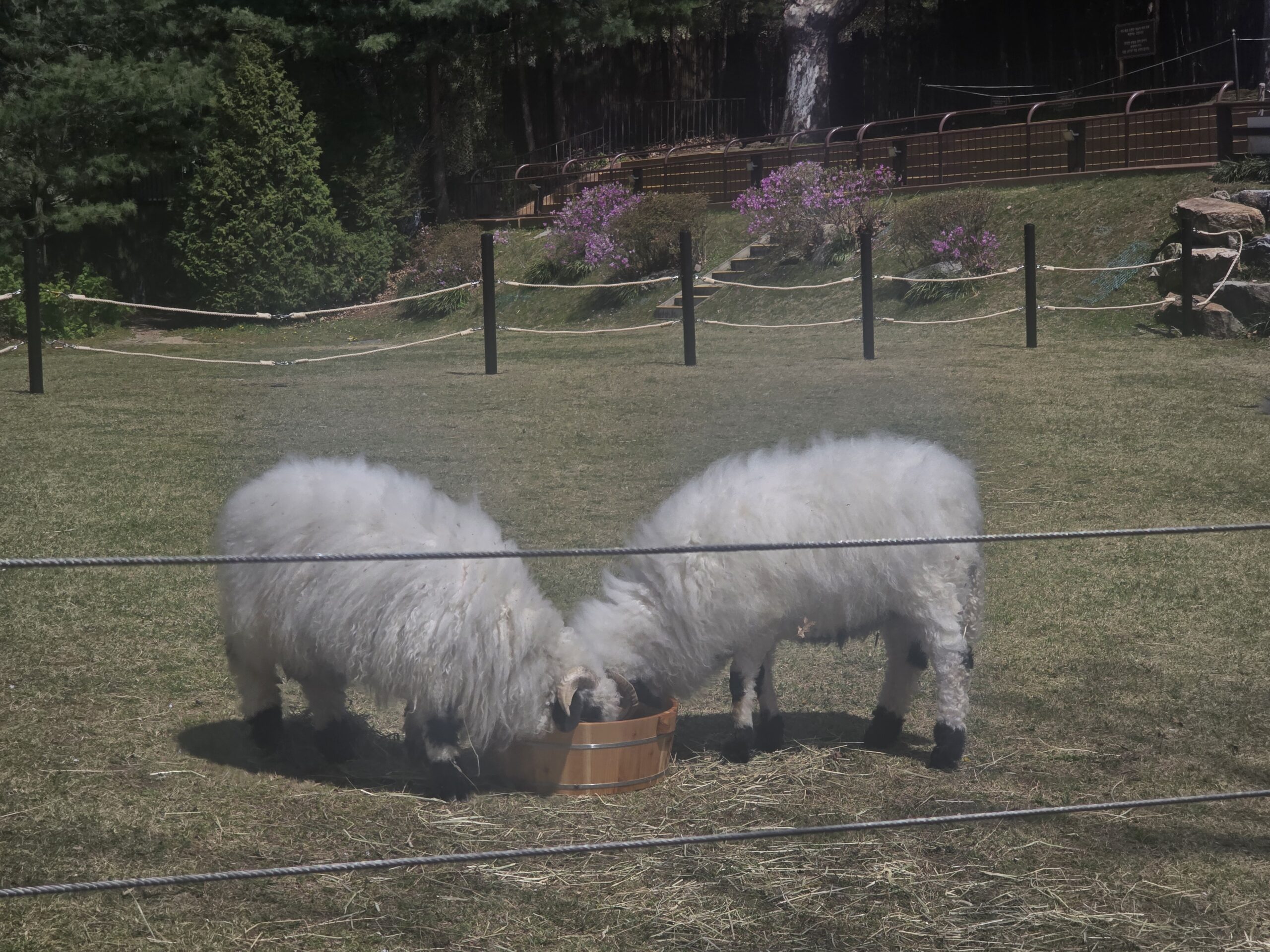 Friendly Ranch sheep