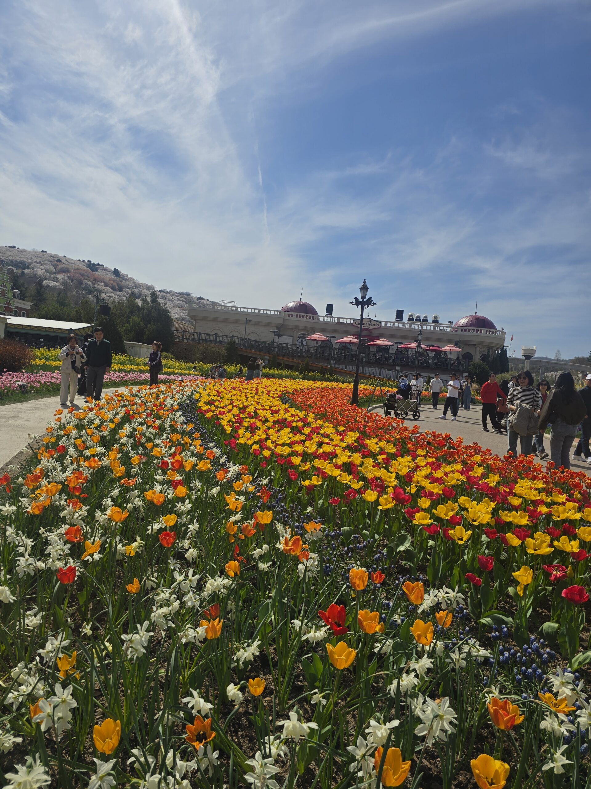 Everland tulips