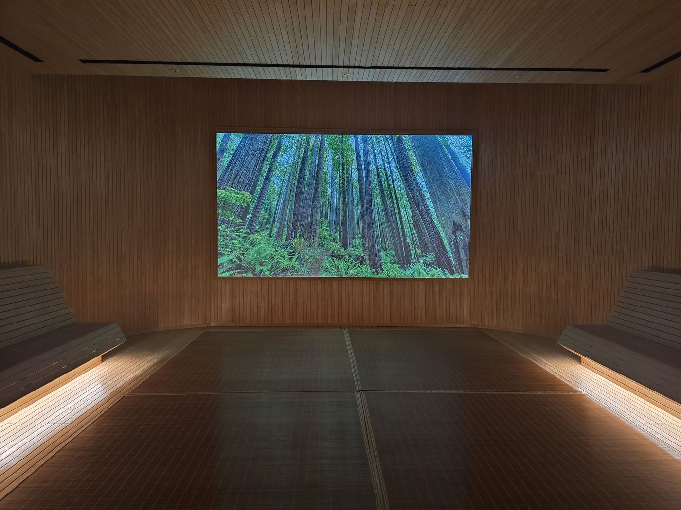 Cypress Room interior with forest video projection